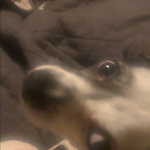 Meet your Posher, Rose